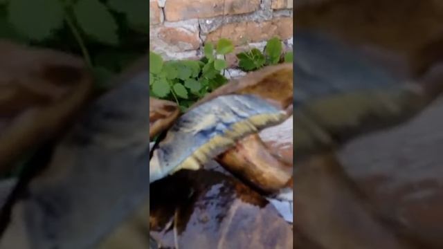 Делай То, Что Воплощает Мечты