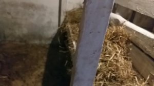 САРАЙ СВОИМИ РУКАМИ ЗИМНИЙ ДЛЯ БЫЧКОВ И СВИНЕЙ.