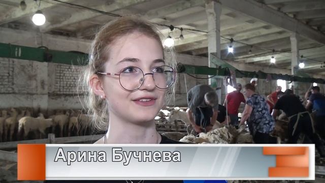 В хозяйстве «Белозерное» идет стрижка овец смотреть онлайн