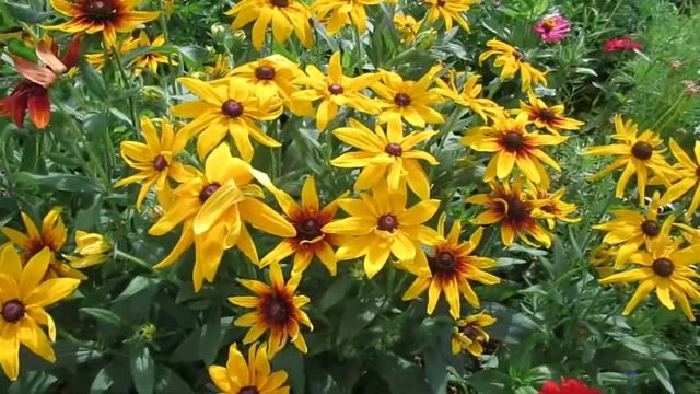 #цветы Рудбекия выращивание из семян #рудбекия смотреть онлайн