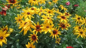 #цветы Рудбекия выращивание из семян #рудбекия