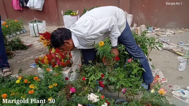 Prices Of Celosia Plant Aster Plant Verbena Plant Calendula Plant Gazania Plant Chrysanthemum Plant смотреть онлайн