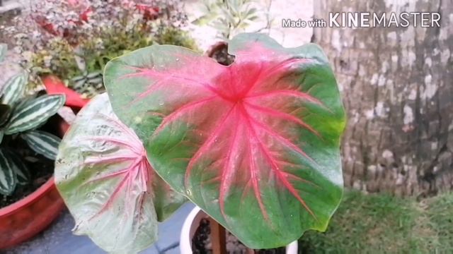 My caladium collection..