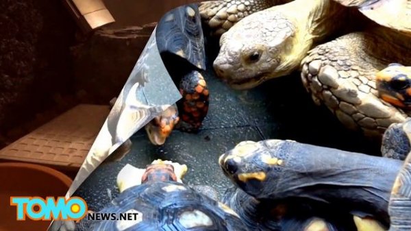 Strange pets: Man collects over 40 turtles in just 15 years after rescuing one - TomoNews