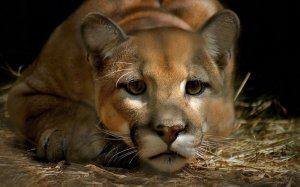 Послушаем мудрое рычание пумы