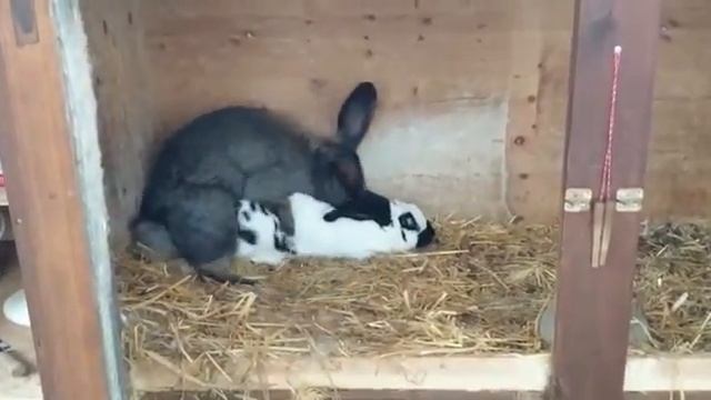 Кролики спариваются. смотреть онлайн