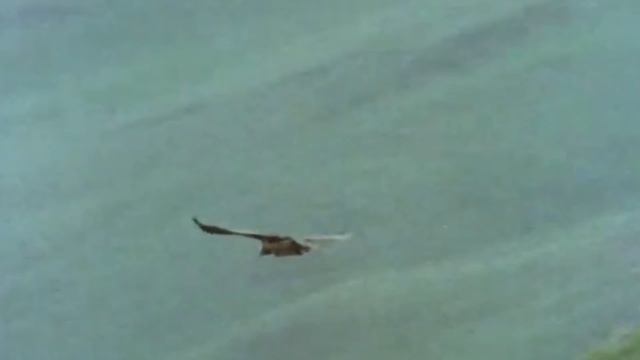 Животные Эволюционировали, Чтобы Есть Смертельную Еду смотреть онлайн