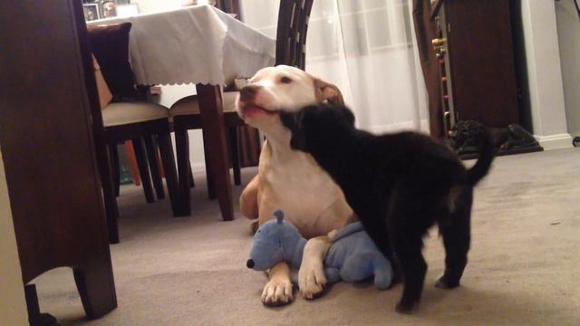 German Shepherd Husky Mix Puppy with Pit Bull смотреть онлайн