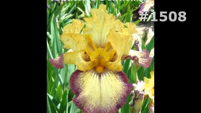 #1508. Ирисы - самые яркие цветы смотреть онлайн
