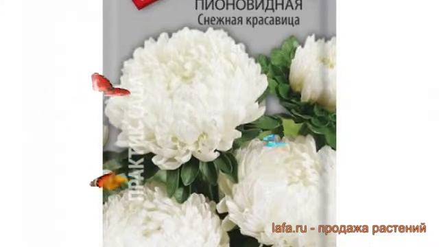 Астра пионовидный Снежная красавица ? обзор: как сажать, семена астры Снежная красавица смотреть онлайн