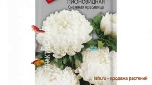 Астра пионовидный Снежная красавица ? обзор: как сажать, семена астры Снежная красавица