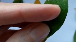 АЗАЛИЯ БОЛЬНЫЕ ЛИСТЬЯ (сохнут, опадают, желтеют, чернеют и сохнут кончики листьев)