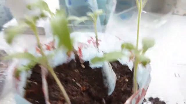 Увеличиваю площадь под рассаду. Полочка на подоконник. " Пеленочные улитки." смотреть онлайн
