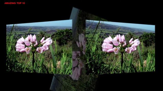 Most Beautiful Allium Roseum Flower