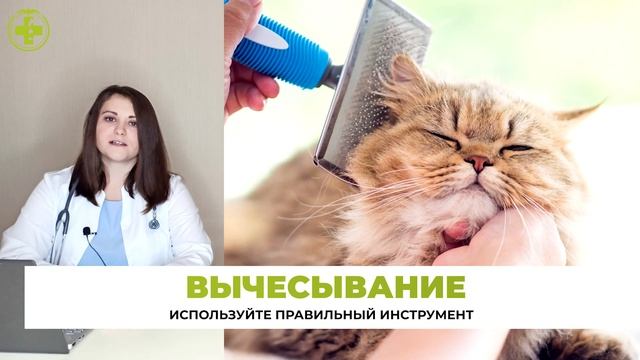 Питомец сильно линяет // Что делать с сильным выпадением шерсти? смотреть онлайн