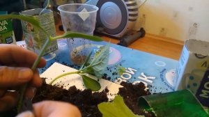 Прививка часть вторая. Прививаю огурец на тыкву методом "язычка".