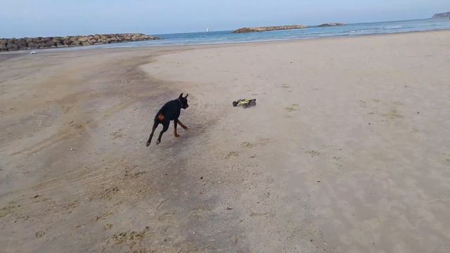 Doberman Chases RC Car - January 30, 2016 - Herzliya Pituach, Israel - UHD смотреть онлайн