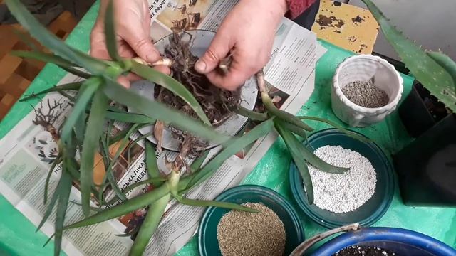 почему подгнивают алоэ?