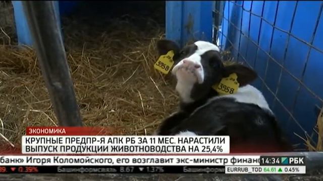 Крупные предприятия АПК РБ за 11 мес. нарастили выпуск продукции животноводства на 25,4% смотреть онлайн