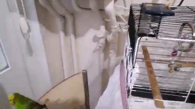 Волнистый попугай Кеша ? попугай говорит ? смотреть онлайн