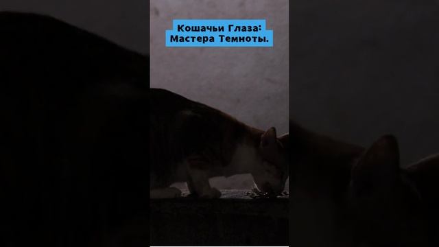 Кошачьи Глаза: Мастера Темноты. #факт #интересныефакты #кошки смотреть онлайн