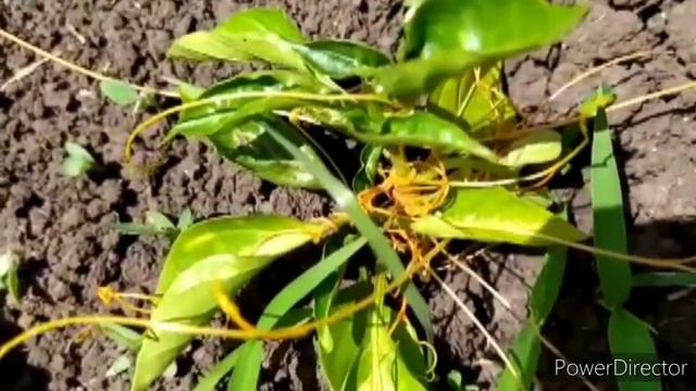 Повилика паразит смотреть онлайн