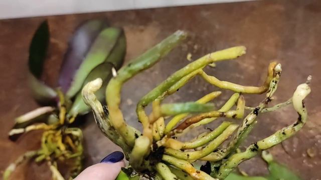 30.01.21.ОРХИДЕИ из уценки Оби.. обрезаем корни.. подготовка к обработке 1часть.