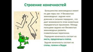 Урок по биологии, 7 класс: Земноводные.