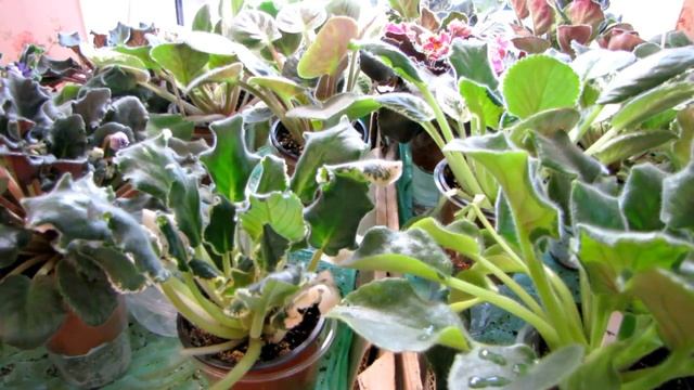 ФИТИЛЬНЫЙ ПОЛИВ фиалок. ФИТИЛЬ НЕ ТЯНЕТ ВОДУ. что делать. ФИАЛКИ. Юлия Датта смотреть онлайн