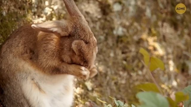 100+ фактов, которые позволят вам взглянуть на животный мир совершенно по-новому смотреть онлайн