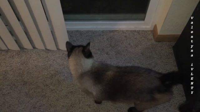 Как сиамский кот Басё дрессирует хозяйку =^..^= СИАМСКИЕ КОШКИ смотреть онлайн