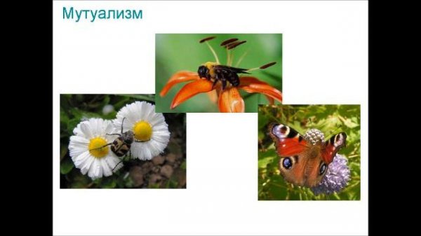 экосистемы