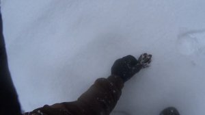 Петля на волка. Лоси на солонце.