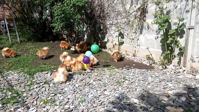 Шпицы и шарики. Померанский шпиц/Pomeranian spitz смотреть онлайн