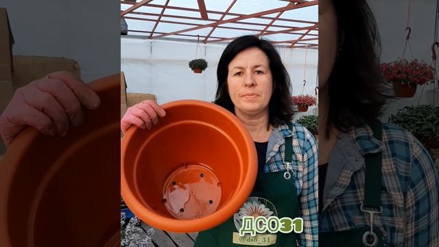 Алиссум из семян. смотреть онлайн