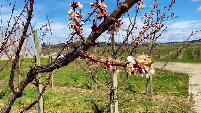 Прорастут даже самые старые семена: горячий грунт и ковидные маски//Сады на дрова??? смотреть онлайн