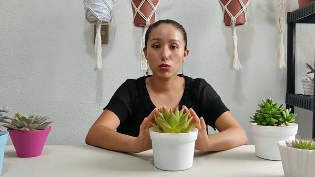 Cuidados de Echeveria agavoides | Hablemos de suculentas смотреть онлайн