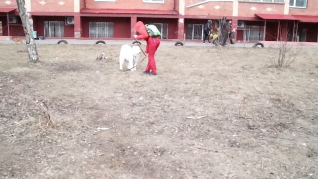 Как Научить Собаку Откликаться На Имя смотреть онлайн