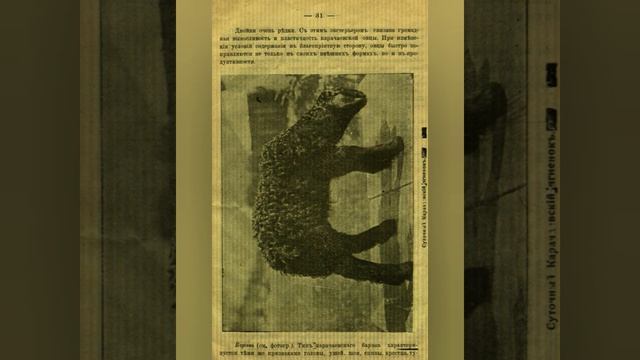 Карачаевская порода овец 1913 год смотреть онлайн