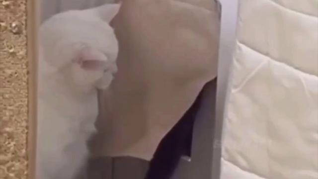 VID_20231111_085222_310.mp4