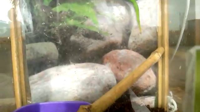 Phelsuma grandis фельзума мадагаскарская смотреть онлайн