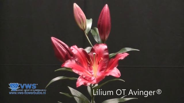 Lilium Avinger ®