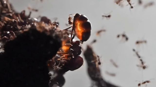 EP 56 เปิดห้องมด!! พาดูมดทุกรัง!? | MORE MOD смотреть онлайн