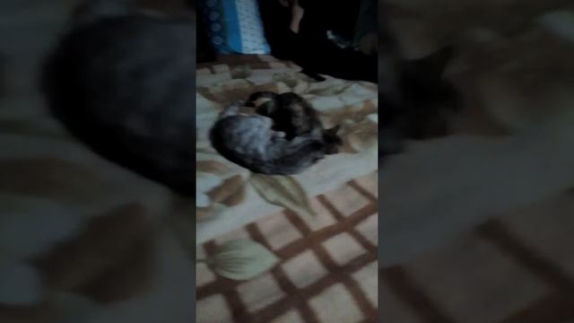 Как это мило кот ухаживает за кошкой смотреть онлайн