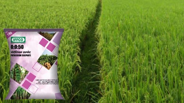 धान में NPK 00:00:50 का स्प्रे कब करे ।। dhan me npk 00:00:50 kab Dale ।। agri CH ।। NPK 00:00:50 । смотреть онлайн
