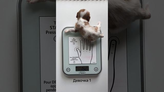 Щенки Кавалер Кинг Чарльз Спаниель в возрасте 19 дней