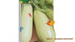 Кабачок обыкновенный Грибовские 37 (gribovskie 37) ? обзор: как сажать, семена кабачка Грибовские 3