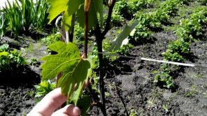 Формирование куста винограда 2 год. Секреты виноградарства.