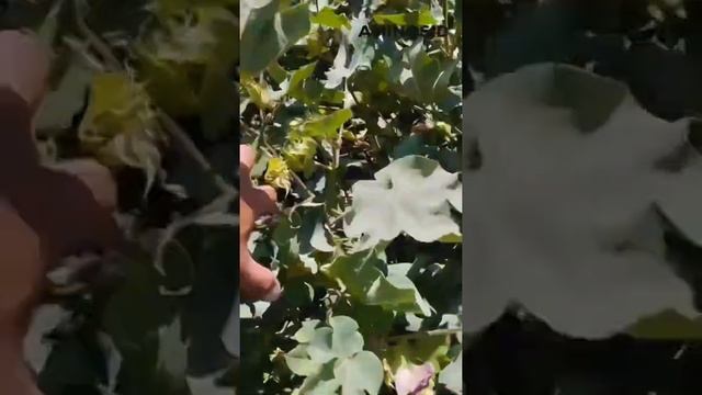 Пахта vs Aminosid смотреть онлайн