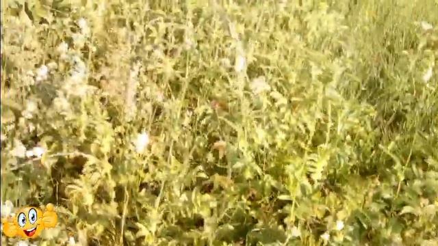 #Красноусольск .Вот и лето пришло смотреть онлайн
